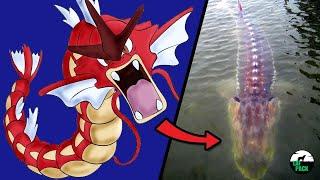 Pokemon in Real Life 10 Real Life Creatures that Influenced the Game  Laf Pack