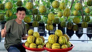 Grow Melons With Just Few Plastic Bottles Little Soil But Still Lots Of Fruit