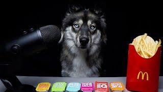 ASMR Dog Reviews McDonalds Sauces