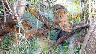 Tiny Lion Cubs Climbing a Tree