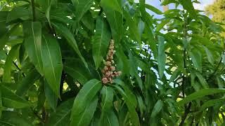 From GIANT to dwarf Mango tree  How can this be ? 