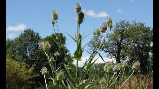 La cardencha - Dipsacus fullonum  Una planta casi carnívora en España