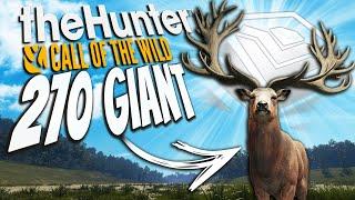 We Got A 270+ Diamond Red Deer While Creating A Trophy Factory Call of the wild