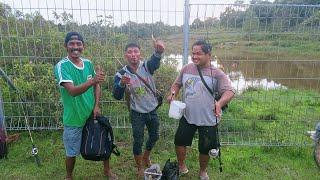 mancing nila umpan lumut full tarikan