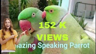 மீண்டும் கேட்க தூண்டும் கிளி பேச்சு கேட்கவா parrot speaks Tamil  மறக்காம Subscribe பண்ணுங்க