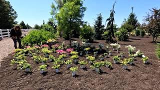 TulipDaffodil Bulb Storage Update Seeding Zinnias Sunflowers & Cosmos + Annual Planting 