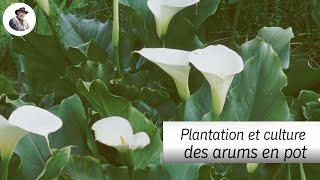 L’arum dEthiopie culture et multiplication