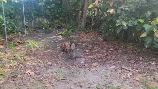 Pitbulls Tiger and Cookie live from West Palm beach morning time