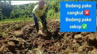 tutorial membuat bedeng cabe menggunakan sekop