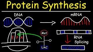 Transcription and Translation - Protein Synthesis From DNA - Biology