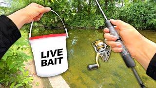 Creek Fishing w Live MINNOWS for Anything That Bites