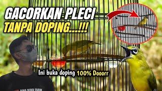 Ini bukan DOPING Tapi Bikin PLECI GACOR Dorrr buka Paruh‼️