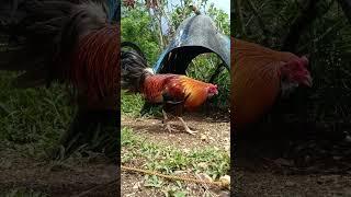 PUMPKIN NA BUNGOTON ANG ANGAS #ayam #derby #shortsvideo #gallos #shorts