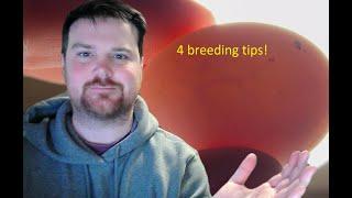 Racing Pigeon Breeding Season -4 tips