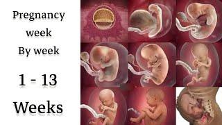 pregnancy Ist Trimester  1 - 13 weeks  Pregnancy Guide  week by week  Pregnancy