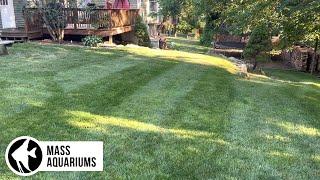 KEEP YOUR GRASS GREEN A CHEAP And SIMPLE Solution for Urine Spots on your LAWN.