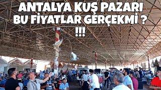 ANTALYA KUŞ PAZARI  FİYATLAR GERÇEKTEN ŞAKA GİBİ  #kuşpazarı #pigeon #güvercin #oyunkuşu #turkey