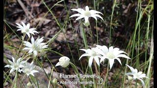 Flannel Flower and Mountain Devils. A bushland meadow garden set amongst rocks and lichens.
