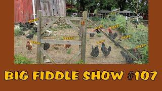 Big Fiddle Show No. 107 - Look at all those chickens