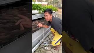 Ikan ikan Aquaponik yang lucu di kebun halaman rumah ada nila dan lele #youtubeshorts