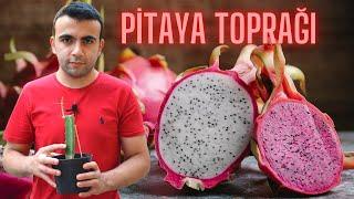 EJDER MEYVESİ TOPRAĞI NASIL OLMALIDIR? Dragon Fruit