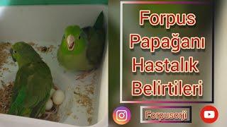 FORPUS PAPAĞANI HASTALIK BELİRTİLERİ  Yapılması gerekenler