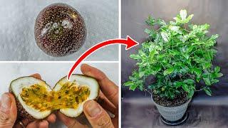 Growing Passion Fruit Plant Time Lapse - Seed To Vine 100 Days