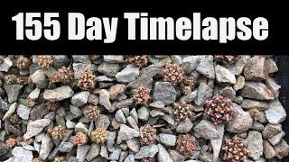Gymnocalycium Mihanovichii Variegata 155 Day Timelapse
