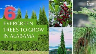 6 Excellent Evergreen Trees for Alabama