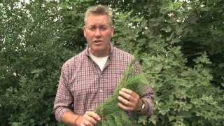 Identifying Western Red Cedar