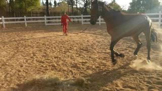 Trotting and cantering in a circle.