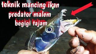 mancing ikan layur di malem hari sangatlah gampang‼️pakek teknik ini gampang sekali strike