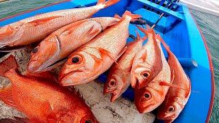 MANCING TEKNIK DASARAN DI SARANG IKAN MAHAL   QUEEN SNAPPER  GROUPER  FISH HUNTER BALI