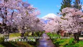 The most beautiful village in Japan Sakura in full bloom at Oshinohakkai were the best