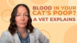 A Vet Explains What To Do If You See Blood in Your Cats Poop