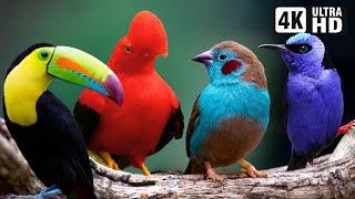 Most Beautiful Tropical Birds  Amazing Birds Chirp  Stress Relief  Healing Nature Sounds