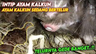 Intip Ayam Kalkun Sedang Bertelur  Detik - Detik Kalkun Bertelur