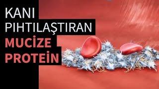 Kanı pıhtılaştıran mucize protein