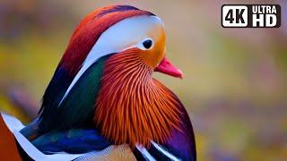 Most Exotic Birds  Relaxing Bird Sounds  Breathtaking & Soothing Nature  Stress Relief Sounds