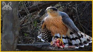 Hawk gets mugged A peaceful lunch turns into an armed heist    Texas Backyard Wildlife