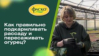 Как правильно подкармливать рассаду и пересаживать огурец