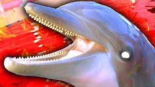 why Dolphins should go extinct