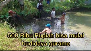 500 RIBU RUPIAH SUDAH BISA MEMULAI BUDIDAYA GURAME#budidaya #gurame