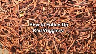 How to Fatten Up Red Wigglers