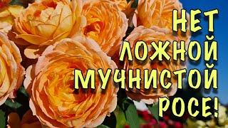 ХВАТИТ МУЧАТЬСЯ с ЛОЖНОЙ МУЧНИСТОЙ РОСОЙ ОПРЫСКАЙТЕ розы ПОКА НЕ ПОЗДНО СУПЕР КОКТЕЙЛЬ 5 в 1