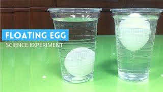 Floating Egg Experiment  Why Eggs Float in Salt Water  The Egg and Salt Experiment 