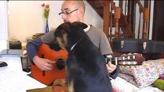 Here Comes The Sun - The Beatles - Classical Guitar Cover and Dog