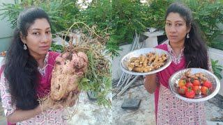 Sweet Potato And Mango Ginger Harvest In My Terrace Garden  Miracle Fruit Plant Update