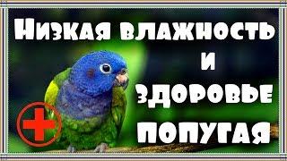 Влияние сухого воздуха на здоровье попугая. Низкая влажность воздуха. Что делать?