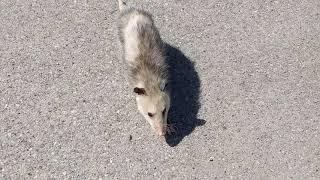 Wild Opossum Just Casually Crossing The Road 4K